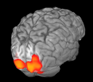 fMRI visual