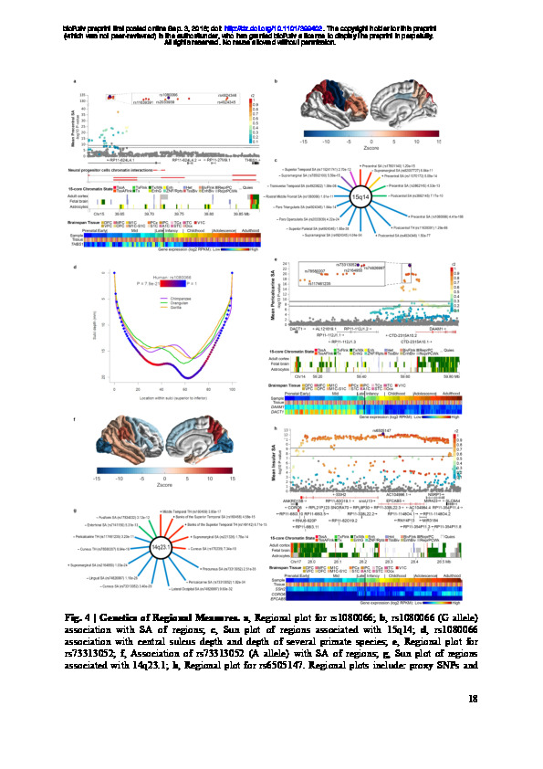 Download The genetic architecture of the human cerebral cortex.