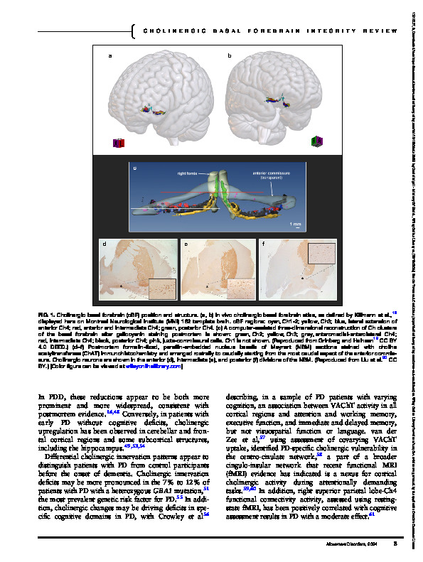 Download Cholinergic basal forebrain integrity and cognition in Parkinson’s disease: a re-appraisal of MRI evidence.